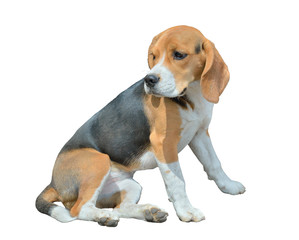 Dog beagle 6