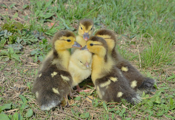 Small chicken and ducklings 7