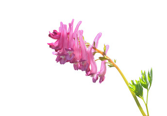 Flowers of birthwort (Corydalis buschii) 5
