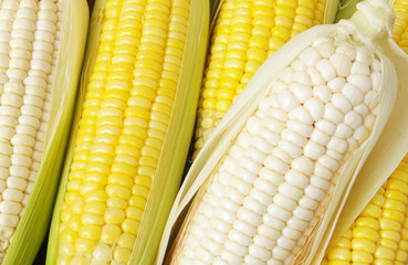 Yellow and white sweet corn cobs