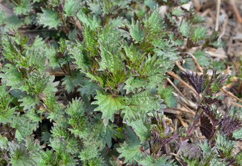 Young nettle 2