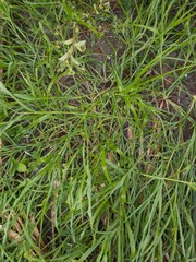 closeup of grass