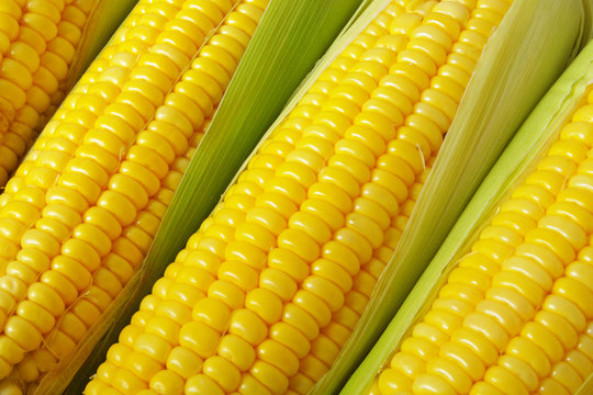 Yellow sweet corn ears background