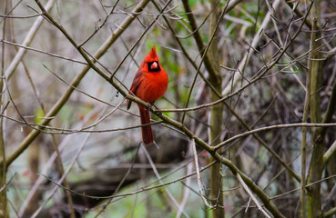 Northern Cardinal