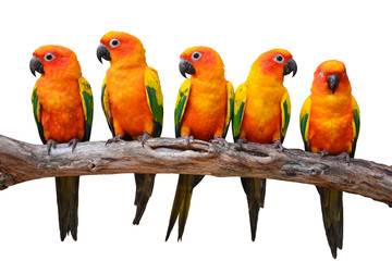 Sun Conure bird