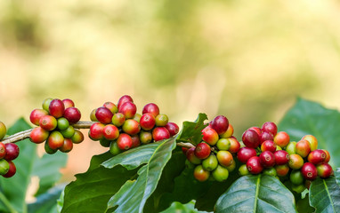 Arabica coffee berries getting ripe on coffee tree branch in plantation