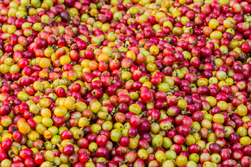 Pile of red and yellow Arabica coffee berries background