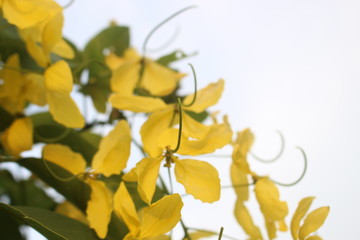 yellow autumn leaves