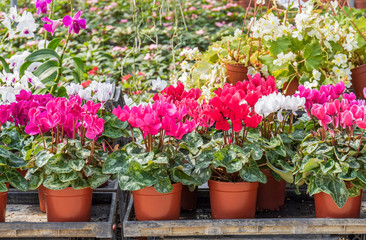 Colourful of cyclamen flowers blossom in spring time