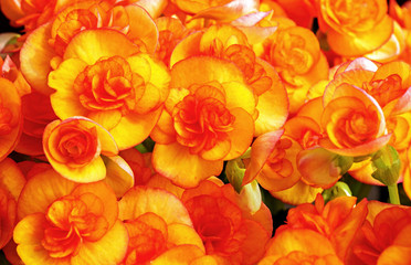Close up of orange begonias blossom in botanic garden