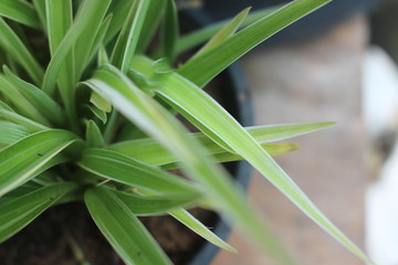 Obraz premium green leaf with water drops