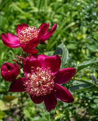 Deep Red Petals on a Close Up of Peonies in a Garden