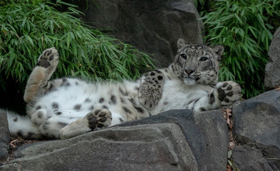 Fototapeta premium Iconic Spots on a Snow Leopard Laying on His Back