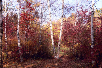 Autumn landscape. White birch trees against a background of red leaves of a bush and a blue sky. Cropped shot, horizontal, free space. Concept seasons