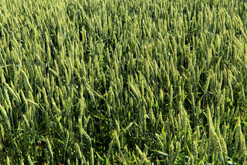 Background of green ears of wheat. Horizontal, free space, cropped shot, top view. Concept of nature and agriculture.