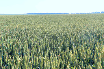 Landscape. A field of green wheat against the sky with a horizon line. Horizontal, free space, cropped shot, side view. Concept of nature and agriculture.