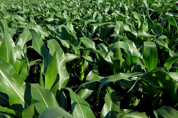 Field of green corn close up. Horizontal, free space, cropped shot, side view. Concept of nature and agriculture.