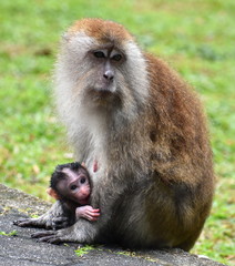 Mother macaque monkey holding her young baby