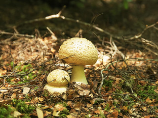 two fungi on the ground in the tarkine forest of tasmania