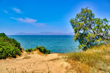 Tree on the beach on Kos island in Greece