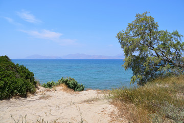 Tree on the beach on Kos island in Greece