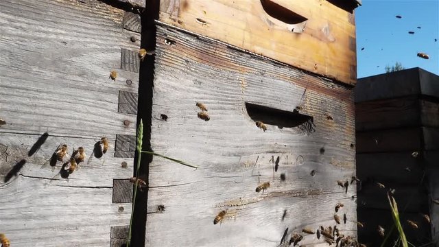 Bees flying around the hive