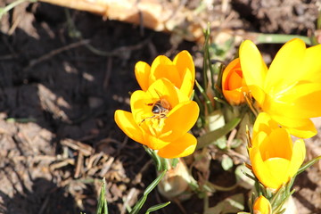 bee collects nectar from a flower