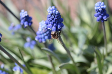 bee collects nectar from a flower