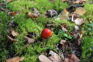 mushroom in the woods around moss