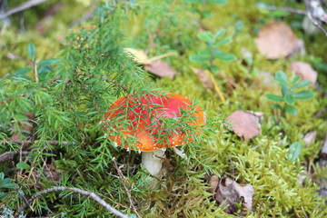 mushroom in the woods around moss