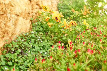 Eschscholzia californica et ses compagnes