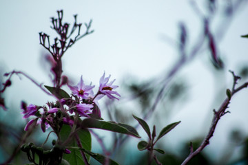 flora 3