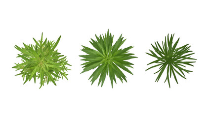 ボタニカルイメージ白バック