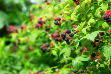 Black raspberry (Rubus occidentalis) grows in the garden, green unripe and ripe healthy berries,...