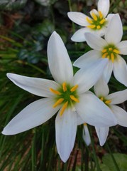 Fototapeta premium white flower in the garden