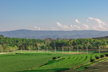 Landscape view of tea plantation with blue sky in afternoon, Nature background