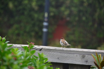birdd on fence - sparrow