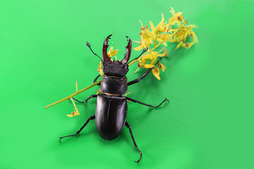 beetle deer with a flower on a colored background. concept of a man caring for a girl