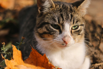 domestic cat sitting in a natural environment.