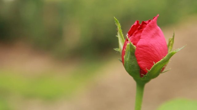 Blooming Red Rose Flower. Side view. nature video footage on a blur natural background.