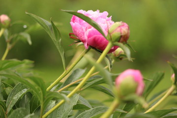 flower in the garden