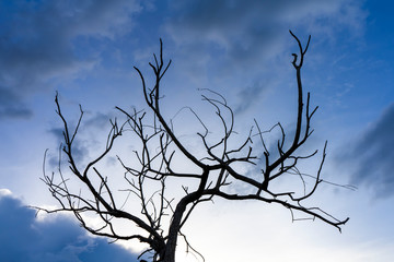 Obraz premium Close up branch of death tree with blue sky background