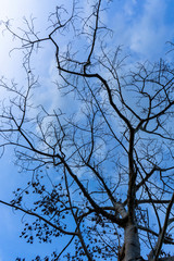 Close up branch of death tree with blue sky background