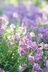 Fototapeta premium Green and blooming decorative thyme in the summer.
