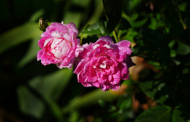 Roses after a rain