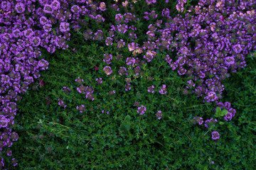 Green and blooming decorative thyme in the summer.