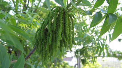 Green catkins on pecan tree