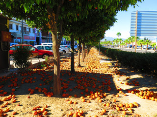 Large amount of oranges on ground in Andalusian spring sunshine