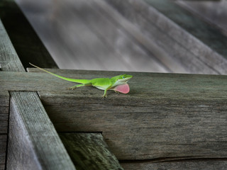 Tiny green lizard in splendor