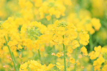 Obraz premium 菜の花